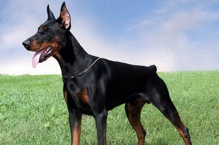 Informații despre rasa câinilor Doberman care și unde a adus rasa, cum sunt folosite Dobermanii