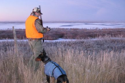 Információk a kutyafajta dobermann kivel és hol hozta a fajta használt Dobermans