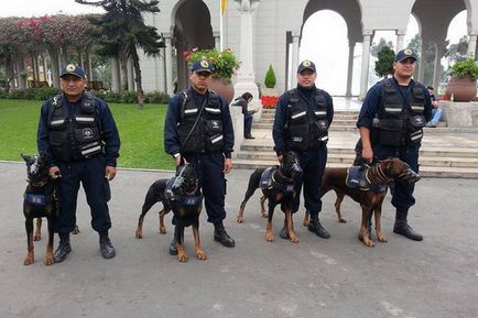 Informații despre rasa câinilor Doberman care și unde a adus rasa, cum sunt folosite Dobermanii