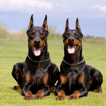 Információk a kutyafajta dobermann kivel és hol hozta a fajta használt Dobermans