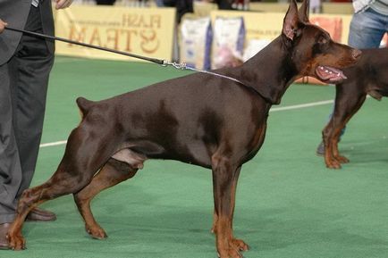 Információk a kutyafajta dobermann kivel és hol hozta a fajta használt Dobermans