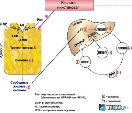 Використання нікотинової кислоти в косметології