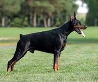 Istoria apariției câinelui Doberman, organizația publică pentru protecția animalelor zooterra, g