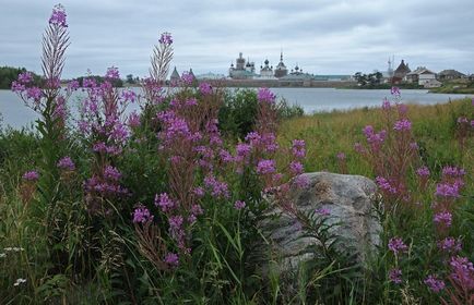 Іван-чай містичні властивості, магічний вплив, використання в ритуалах