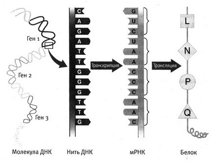 Studiem ADN-ul și citim codul genetic - să ne adaptăm și să supraviețuim!