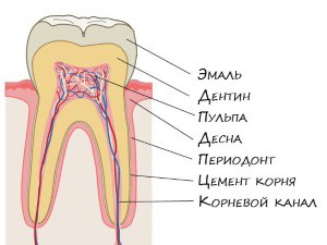 Як алкоголь впливає на зуби 1