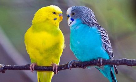 Cum să predați rapid un papagal ondulat pentru a vorbi sfaturi și instrucțiuni pentru toate ocaziile