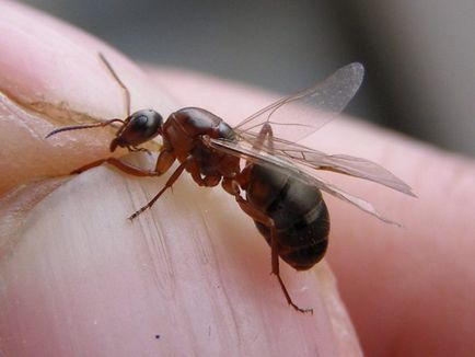 Як боротися з літаючими мурахами в будинку