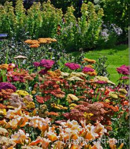 Ce flori pentru a planta în țară - calendarul de plantare răsaduri, ideile mele pentru dăruire și grădină