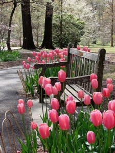 Ce flori pentru a planta în țară - calendarul de plantare răsaduri, ideile mele pentru dăruire și grădină