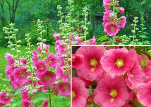 Ce flori pentru a planta în țară - calendarul de plantare răsaduri, ideile mele pentru dăruire și grădină