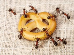 Hogyan lehet megszabadulni a fáraó hangyák a lakásban