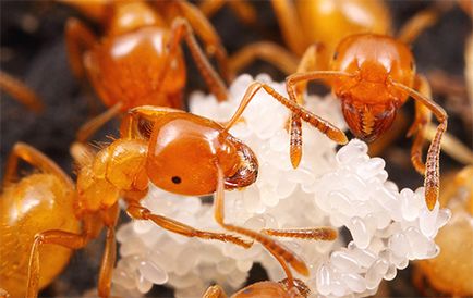 Hogyan lehet megszabadulni a fáraó hangyák a lakásban