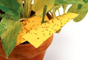 Як позбутися від мошок в горщиках все про вирощування кактусів