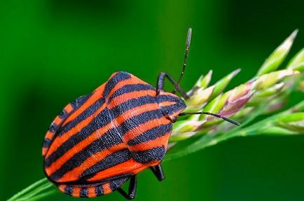Hogyan lehet megszabadulni a kerti bogarak - forrásokat a kerti bogarak