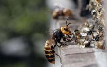 Cum să scapi de hornets să distrugă un cuib acasă și în țară
