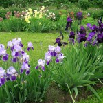 Cum să plantez frumos irisi, grădina mea preferată