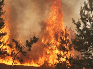 Як не допустити пожежі в лісі
