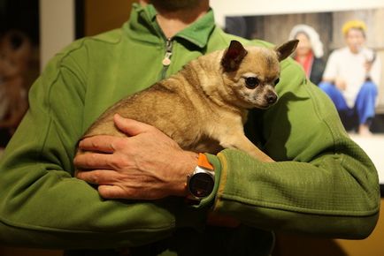 Cum să purtați Chihuahua și alți câini de rasă mică pe mâini