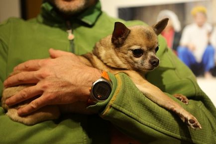 Cum să purtați Chihuahua și alți câini de rasă mică pe mâini
