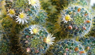 Hogyan lehet csökkenteni a kaktusz