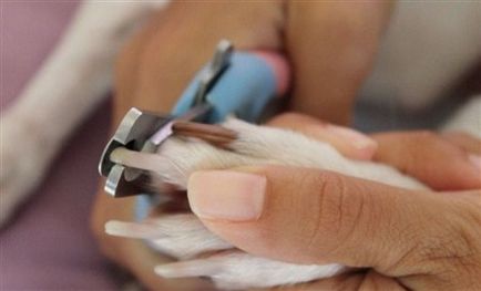 Як обрізати кігті у собаки, когтерезкі для собак