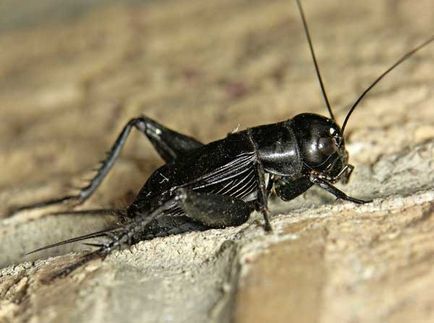 Яке комаха крім тарганів може швидко пробігти по підлозі в квартирі