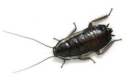 Яке комаха крім тарганів може швидко пробігти по підлозі в квартирі