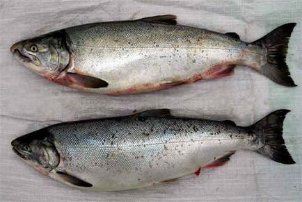 Як відрізнити самця горбуші - як відрізнити самця лосося - продукти харчування