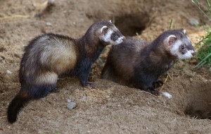 Cum să distingi un bărbat de ferret de o femeie, alegând și cumpărând un dihor, animale de companie