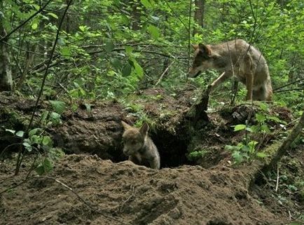 Cum să distingi un traseu de lupi de pe pista unui câine