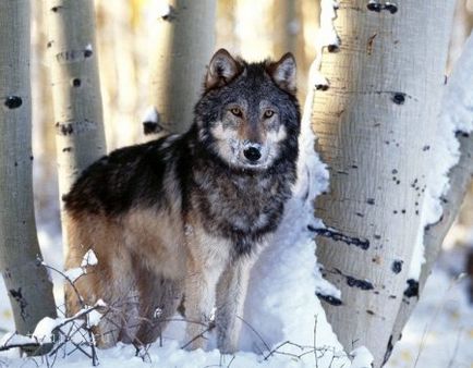 Cum să distingi un traseu de lupi de pe pista unui câine