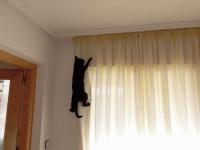 Як відучити кішку дерти штори, домашні улюбленці