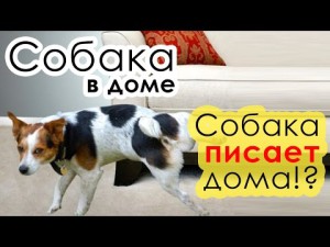 Як відучити собаку мітити будинку