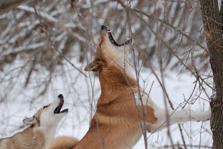 Cum de a vâna un marten pentru vânătoarea de trestie cu trotting, cu husky și cu capcane - vânătoare în Tatarstan