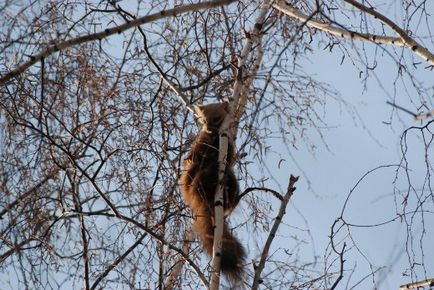 Cum de a vâna un marten pentru vânătoarea de trestie cu trotting, cu husky și cu capcane - vânătoare în Tatarstan