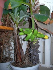 Hogyan ültessünk egy banánt otthon egy telken