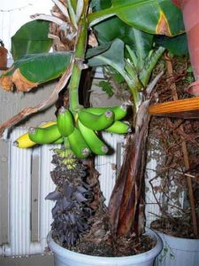 Cum să plantezi o banană la domiciliu pe site