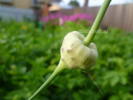 Cum să plantați usturoiul din bulb în toamnă
