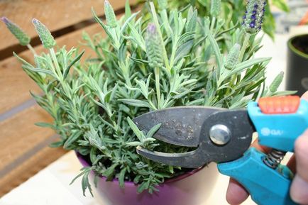 Як правильно обрізати лаванду в саду і горщику