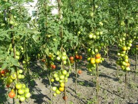 Як правильно підв'язувати помідори, томати, в теплиці і городі, відео