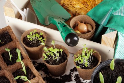 Cum să crească o floare și răsaduri de legume