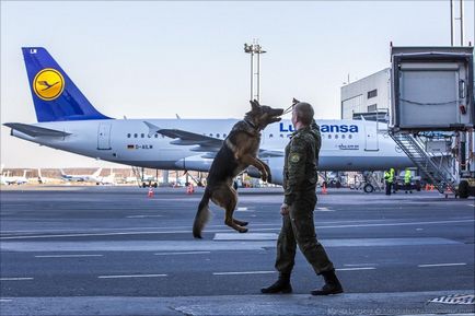 Як працює митниця в Домодєдово - новини в фотографіях