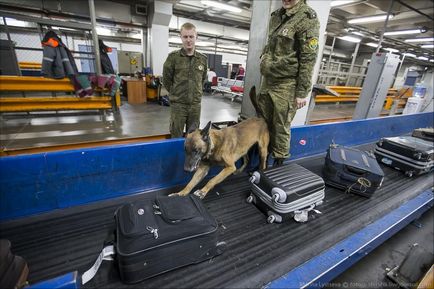 Cum functioneaza vama in Domodedovo - stiri in fotografii