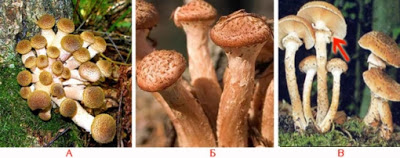 Cum se face distincția între ciupercile comestibile și omologii lor