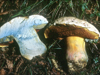 Як розрізняти їстівні гриби і їх двійників