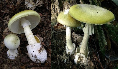 Як розрізняти їстівні гриби і їх двійників