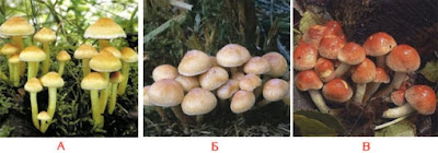 Cum se face distincția între ciupercile comestibile și omologii lor