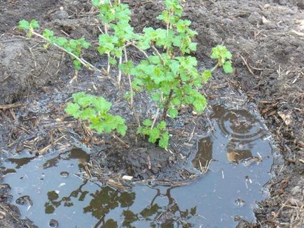 Cum să plantați o primăvară în primăvară cu o tehnică corectă de plantare