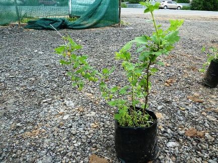 Cum să plantați o primăvară în primăvară cu o tehnică corectă de plantare